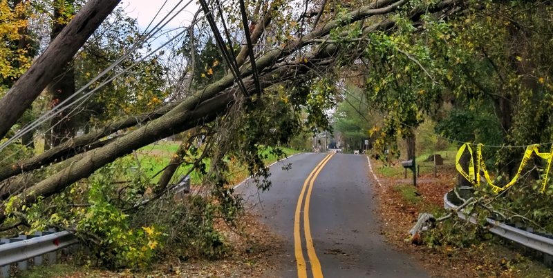 Emergency-Tree-Serivces + Langford Brothers Arborists