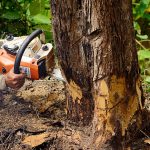 Tree Removal + Vancouver Island